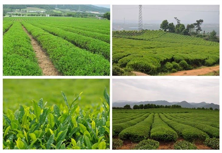 Green Tea factory