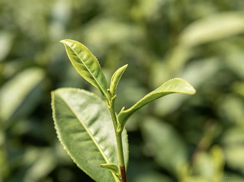 wat zijn de tweelingblaadjes van theeplanten?